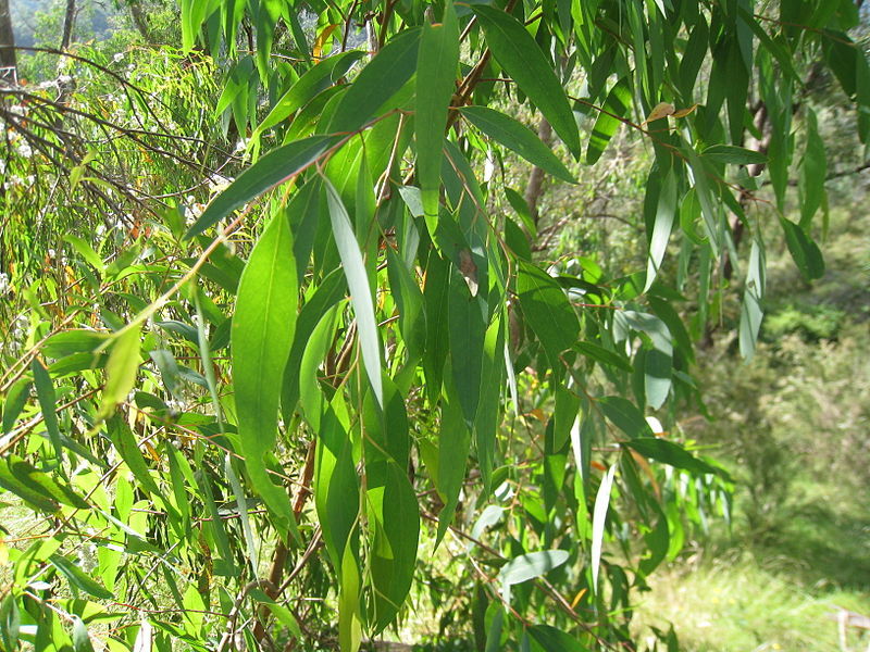 Huile essentielle Eucalyptus Radié bio - 10ml - Yiango
