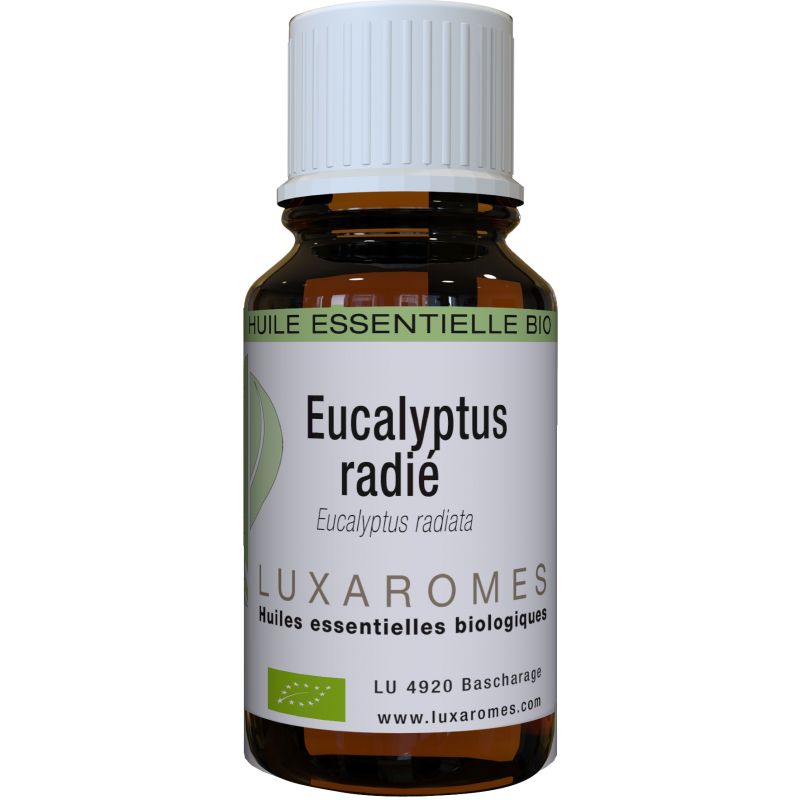Huile essentielle eucalyptus radié bio-Respiratoire,diffusionLuxaromes