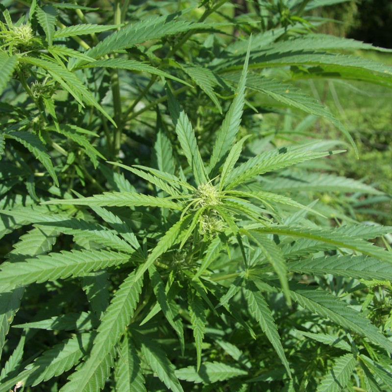 Huile essentielle bio de Chanvre Cannabis Sativa